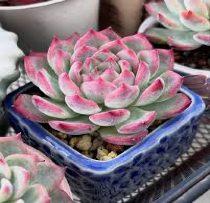 Echeveria